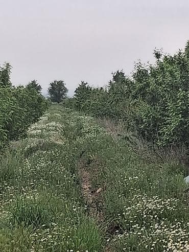 ысык куле: 6000 соток, Айыл чарба үчүн, Белек келишими — 3