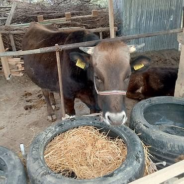 уй беде фото: Продаю | Тёлка | Алатауская | Для молока | Стельные — 4