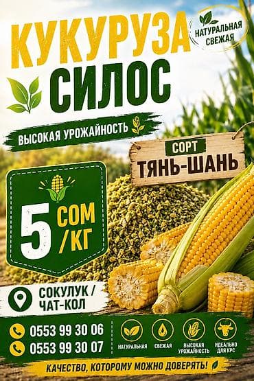 полукровка тай: Силос из кукурузы, сорт «Тянь-Шань». Натуральная и свежая заготовка с — 1