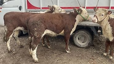 дойыный карова: Продаю | Корова (самка), Тёлка | Герефорд | На откорм, Для разведения, Для молока — 2