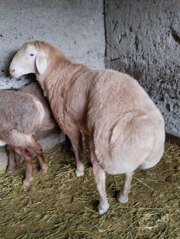 купить собаку немецкую овчарку: Продаю | Баран (самец) — 4