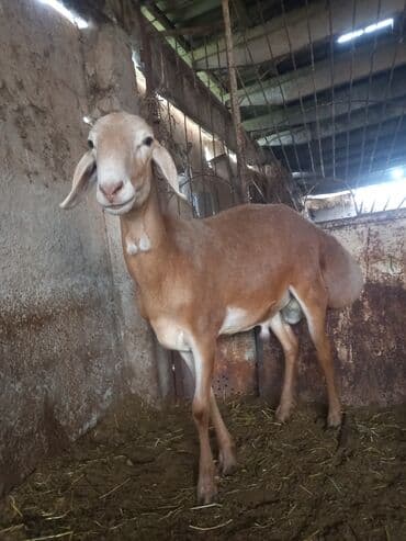 продажа быков: Продаю | Баран (самец) | Гиссарская, Полукровка, Эдильбаевская | Для разведения | Племенные, Осеменитель — 3