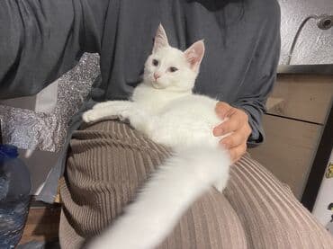 домашний кошка: 3 месяца, Мальчик, Белый, Приучена к лотку — 2