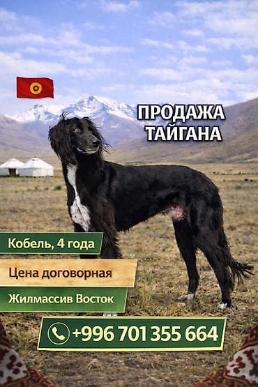 жугору талас: Тайган, 4 жаш, Эркек — 1