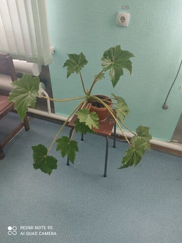 ель голубая цена: Продаю по 300 сом — 21