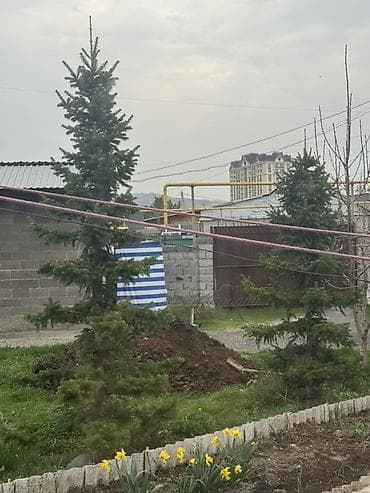 Ель (хвойное декоративное дерево) для ландшафтного озеленения. -