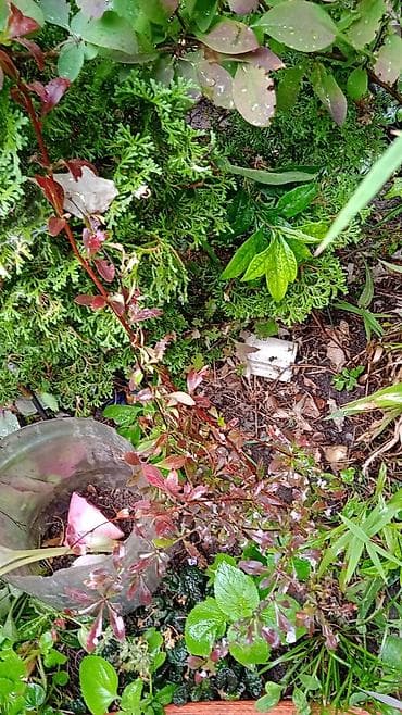 девичий виноград: Клематис Варшавский Найк,достигает до 3-4 м, цветет до снега — 3