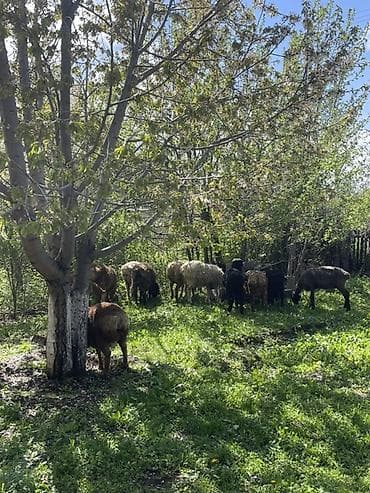 обмен на баран: Продаю | Овца (самка), Баран (самец) | Для разведения — 7