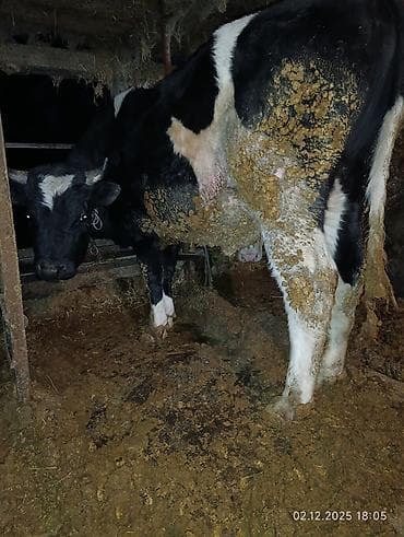 Продаю | Корова (самка) | Симментальская | Для разведения | Привязанные