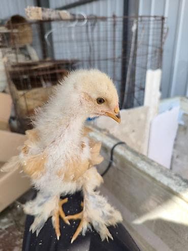 сова живая: Продаю | Цыплята | Для разведения — 2