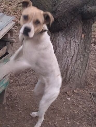булдок ит: Алабай, 7 месяцев, Самка, С прививкой, С родословной — 12