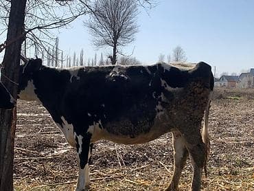 Ветеринар кызматы: Сатам | Уй (ургаачы) | Сүт алуу үчүн | Байланган — 10