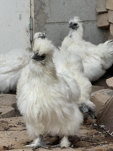 Иттер: Сатам | Тооктор, Короздор — 5