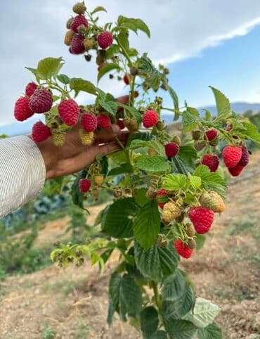 малина саженцы полька: Саженцы малины «Полька» (ремонтантный сорт) Описание сорта: - — 5