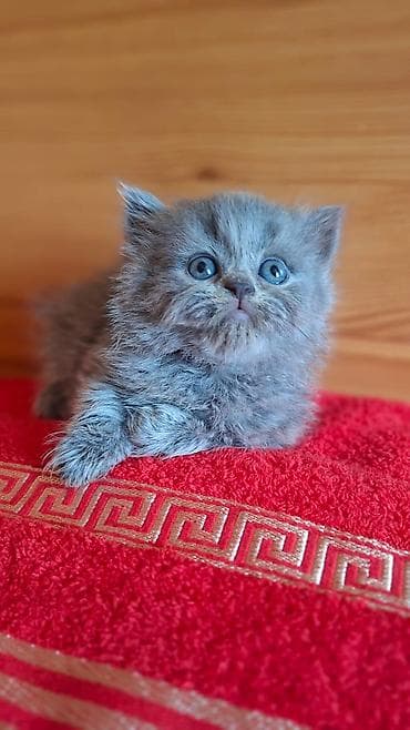 цена собаки корги: Скотиш Страйт (Шотландская прямоухая), 2 месяца, Девочка, Серый, Приучена к лотку — 1