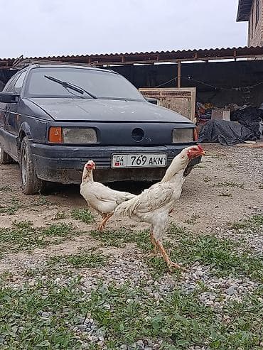 домашние птицы: Продаю | Куры, Петух | Дакан | Для боев — 7