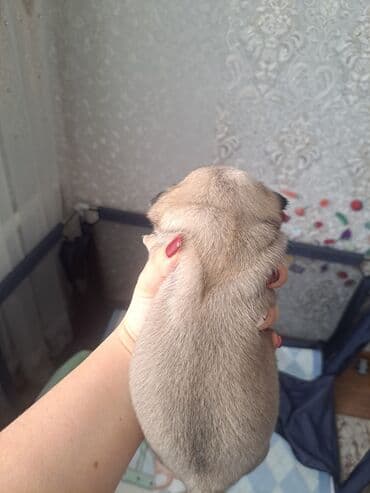 где продают собак: Мопс, 1 месяц, Самка — 2