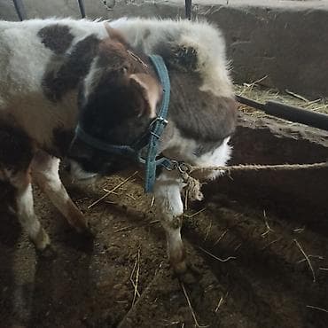 тай кунтуу: Продаю | Бык (самец) — 5