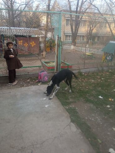 Бегает чья-то собака. Аламедин-1