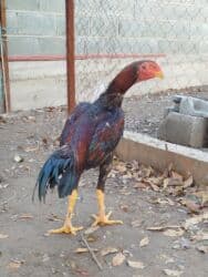 номер приюта для животных бишкек: Продаю | Куры — 5