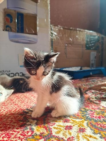 сайт о кошках: Отдаем котят в добрые руки — 6
