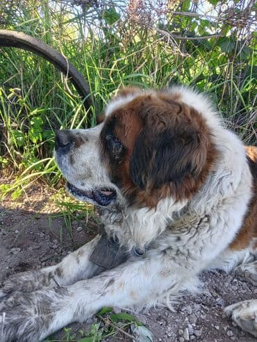где можно купить йоркширского терьера: Порода: московская сторожевая Описание: - Крупные, мощные собаки с — 2