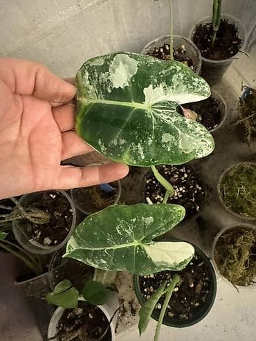 цветы алоказия: Ароидные комнатные растения (коллекционные сорта) - Сингониум — 4