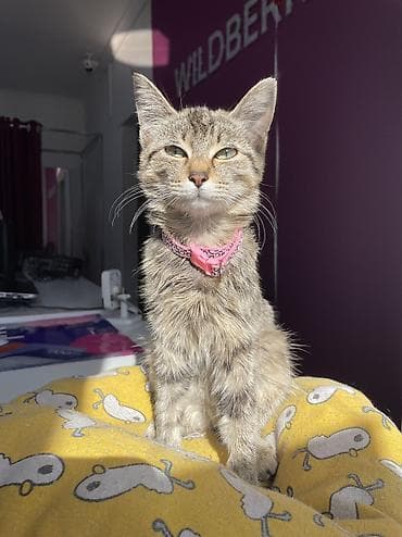 кошка беловодск: 4 айлык, Ургаачы, Лотокко барууга үйрөтүлгөн, Курттардан тазаланган — 9