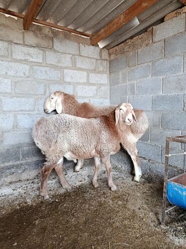 шотландская вислоухая кошка цена бишкек: Продаю | Овца (самка) | Арашан | Для разведения — 2