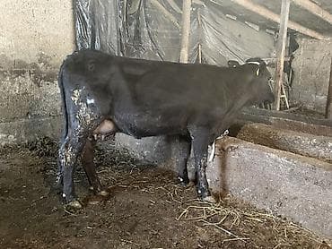 собаки в бишкеке бесплатно: Продаю | Корова (самка), Тёлка | Для разведения — 3