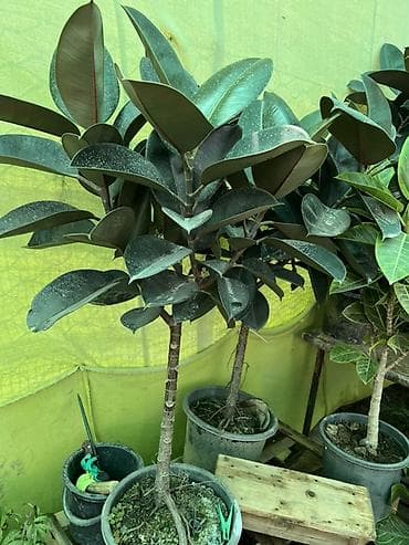каучук: Комнатные растения в горшках: Фикусы -4500с Бонсай - 7000с 1) Фикус — 2
