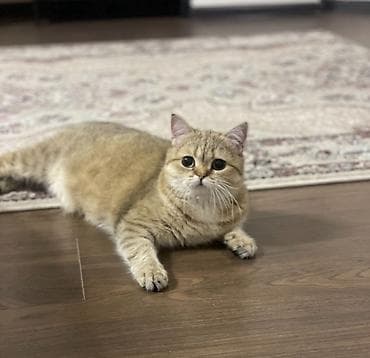 Кошка даром: Скотиш Страйт (Шотландская прямоухая), 3 года, Девочка, Кастрирована, Приучена к лотку