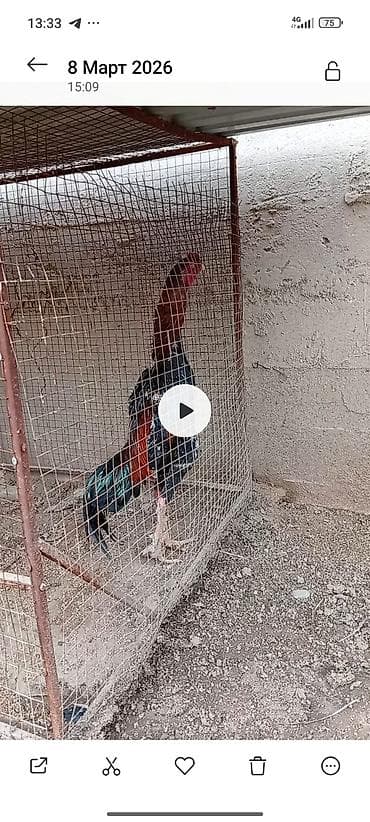 бойцовые птицы: Продаю | Цыплята | Для разведения — 10