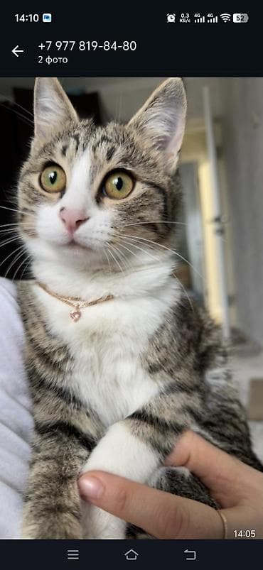 балинезийская кошка: Кошка даром: Беспородная, Девочка — 2
