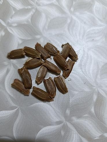 Семена (декоративной тыквы турецкой) - На фото — партия семян