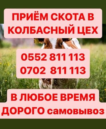 кормовая соль для животных: Сатып алам | Уйлар, букалар, Жылкылар, аттар, Башка а/ч жаныбарлары | Бардык шартта, Союуга, этке, Акысыз жеткирүү — 2