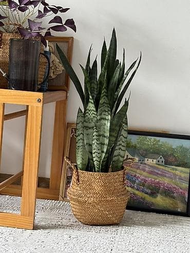 тёщин язык: Сансевиерия (Sansevieria trifasciata, «тещин язык») - Эффектное — 1