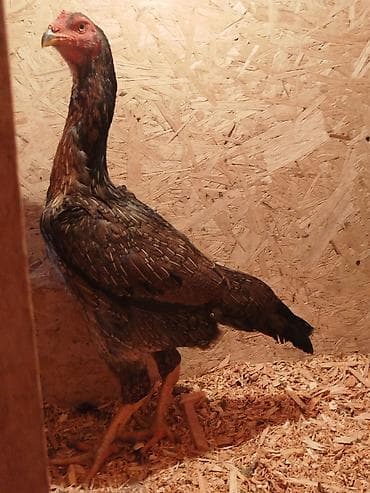 седло велосипед: Электровелосипед, Б/у — 2