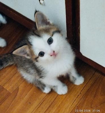 семис тайлар: Беспородная, 2 месяца, Мальчик, Биколор, Приучена к лотку — 2