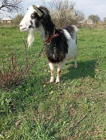 утки индоутки: Продаю | Коза (самка) | Полукровка | Для молока — 6