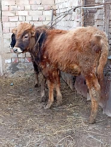 Услуги ветеринара: Продаю | Бык (самец), Музоо, торпок | Алатауская | На откорм, Для разведения — 3