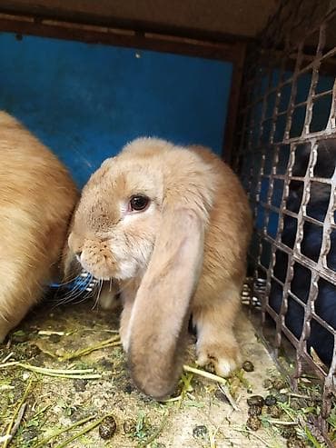 продаю кролики: Продаю | Кролик самец | Французский баран | Для разведения | Племенные — 1