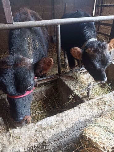 бычок купить: Продаю | Бык (самец) | На откорм | Привязанные — 3