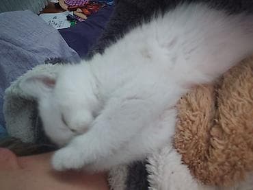 сиямские котята: Продаю Белую скотиш страйт, окрас белая шиншилла,только хвостик серый — 5