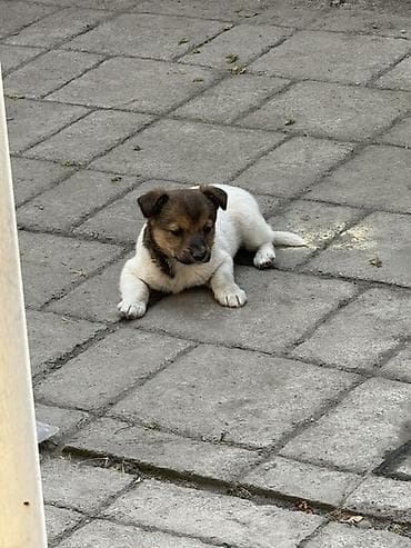 возьму даром собаку: Три щенка,и все мальчики.Отдам даром.
Очень милые,послушные малыши☺️ — 4