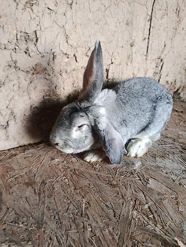 египетская кошка 2021 оригинал: Кролик серо-агутиевого окраса (крупный тип, длинные уши). Плотная — 1