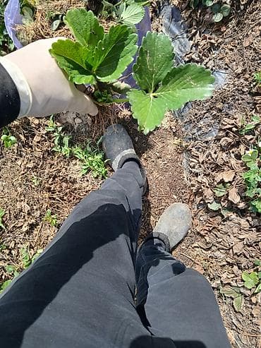 для клубника: Рассада садовой земляники (клубники) — усы с открытой корневой — 3