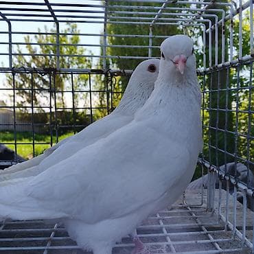 черный волнистый попугай: Белые голуби (пара) Бакинцы - Окрас: чисто белый, однородный, без — 2
