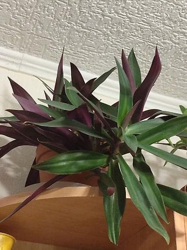 Кактусы: Цветы от 150 сом, комнатные адаптированые. Алоэ Вера детки, Алоэ — 9