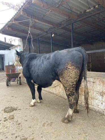 Продаю | Корова (самка) | Для разведения | Привязанные at lalafo.kg Продаю | Корова (самка) | Для разведения | Привязанные